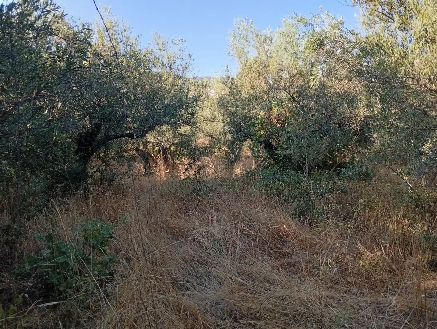 Terreni e lotti in vendita a Villanueva de la Vera, imagen 7