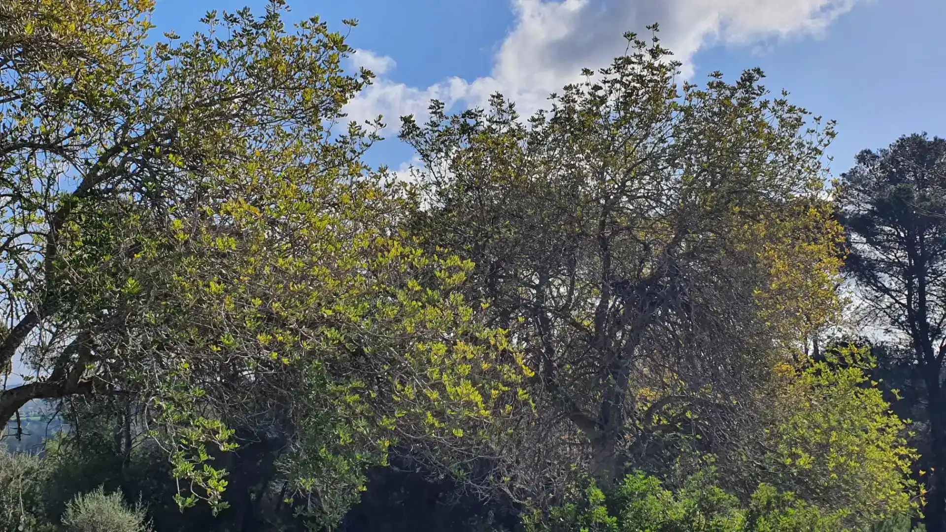 Terreny en venda en Costitx