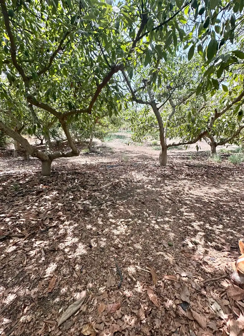 Country homes for sale in Benamocarra  with Private garden, Storage room and Swimming Pool