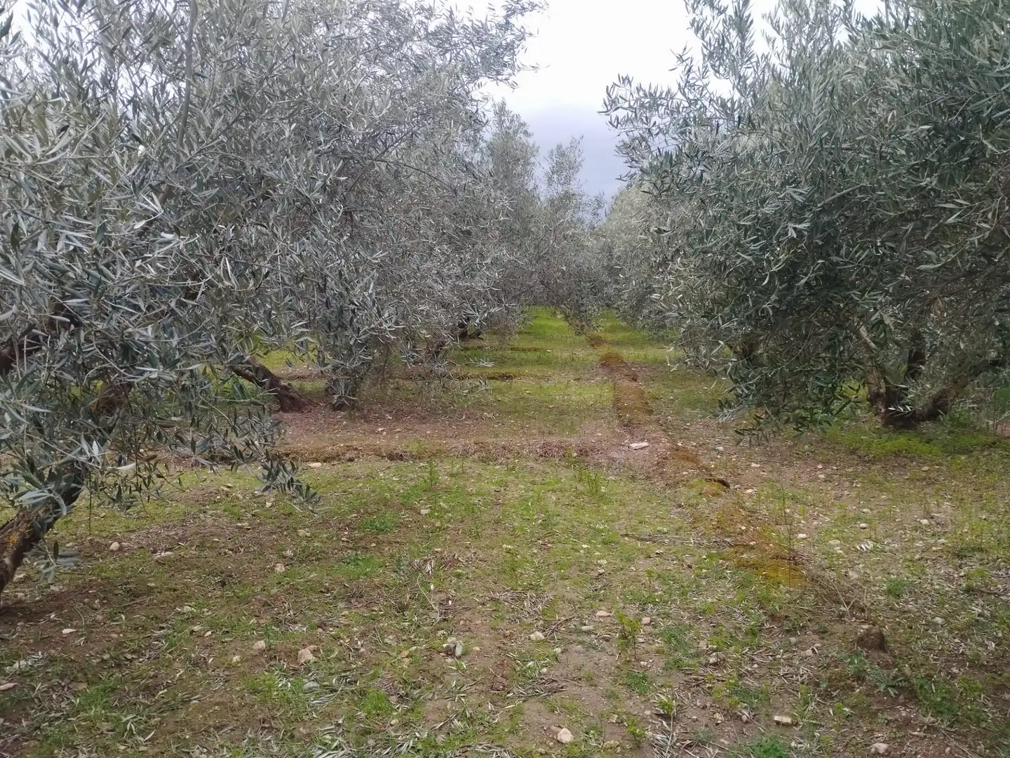 Terreni e lotti in vendita a Camino del cerro poligono 3 parcela, imagen 13