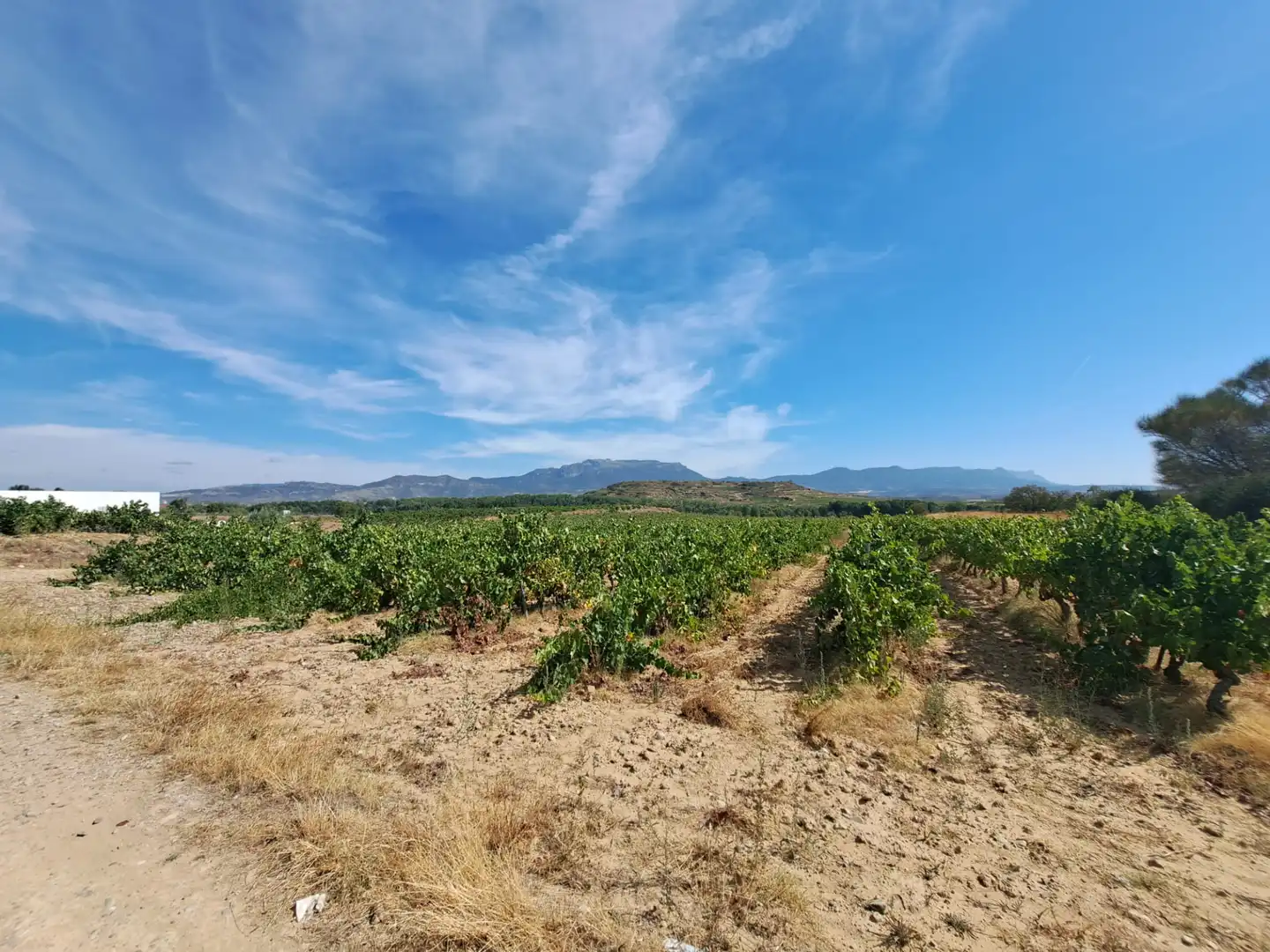 Rural land for sale in Calle Fresnos, imagen 3