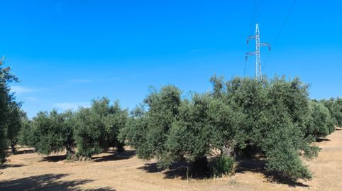 Finca de olivares centenarios de riego