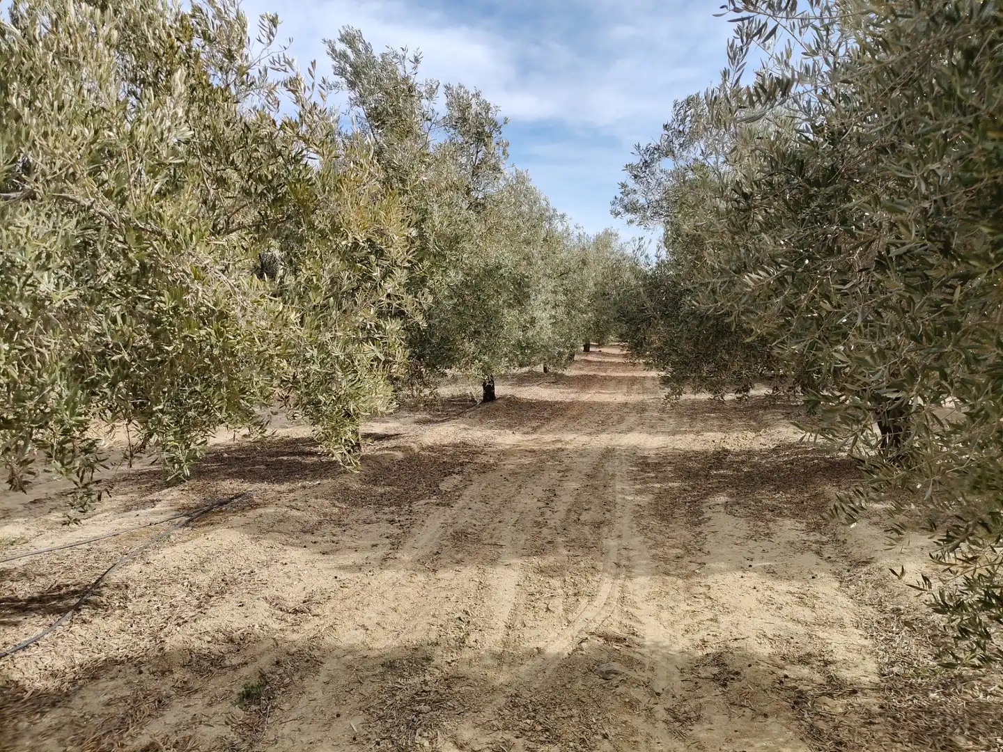 Terreno rustico in vendita a Caniles, imagen 5