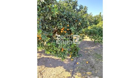 Foto 2 de Finca rústica en venta en Algemesí, Valencia