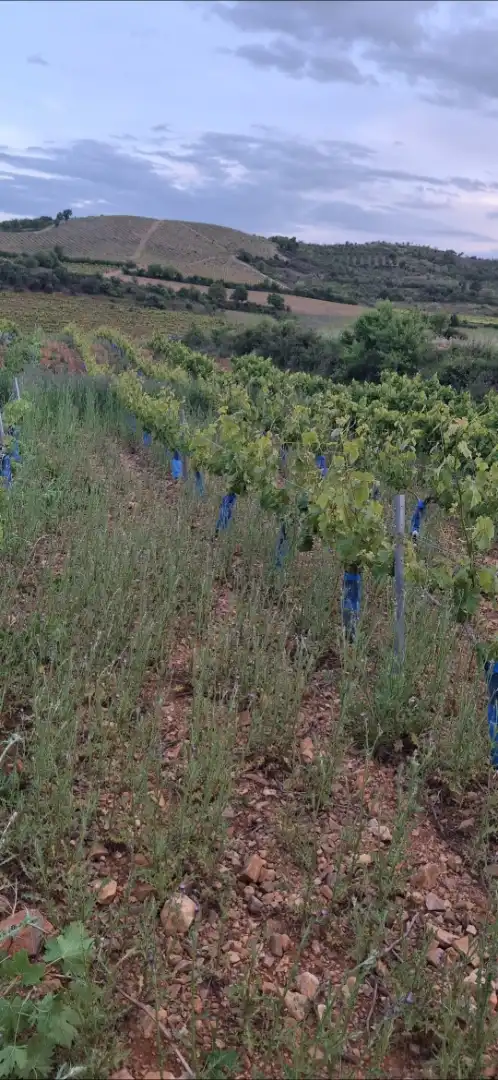 Außenansicht von Grundstücke zum Verkauf in Cariñena
