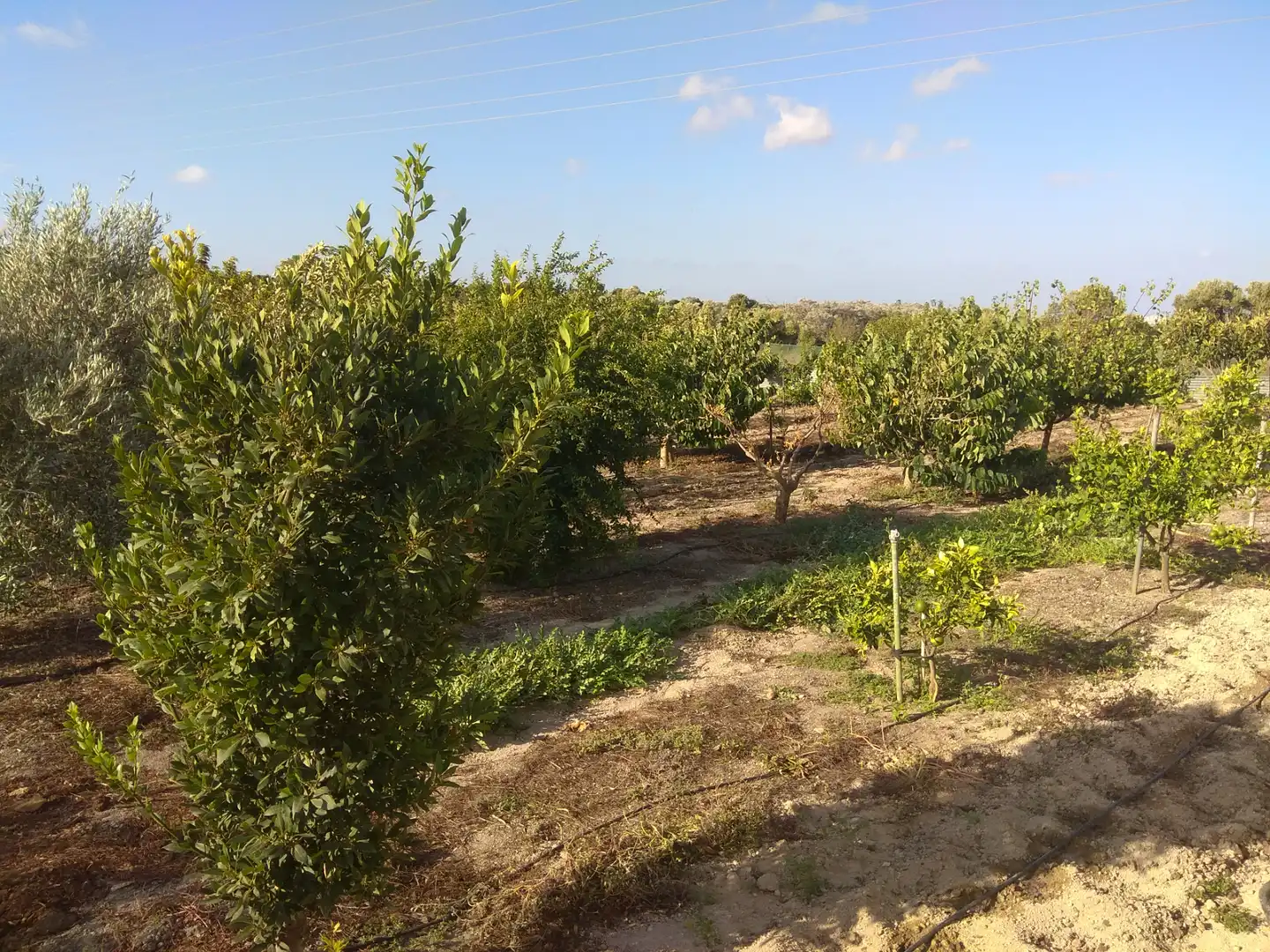 Terrenys i solars en venda a Los Franceses – La Vega, imagen 52