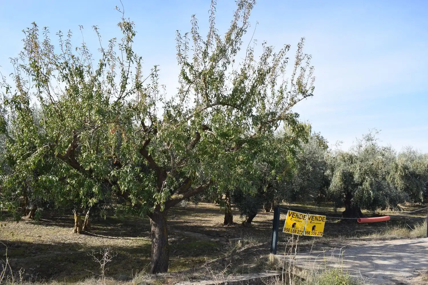 Terreno rustico in vendita a LOS MOLINOS, imagen 2