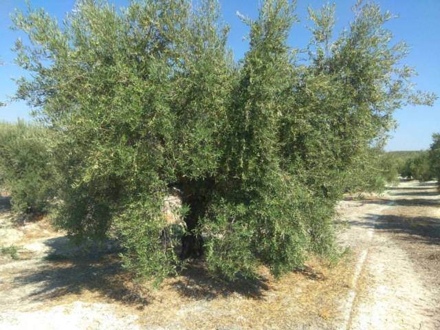 Terreno en Venta en Luque