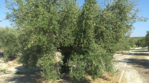 OLIVAR DE REGADÍO EN LUQUE