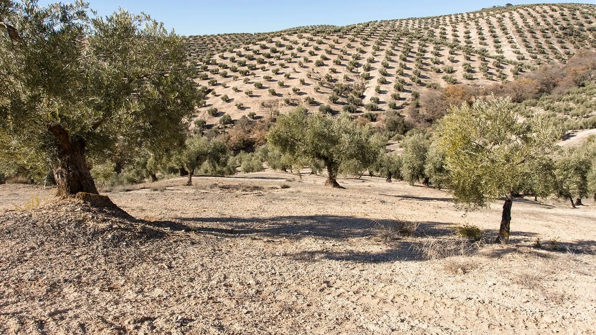 Terreno en venta en Dehesas Viejas