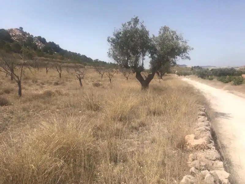 Lands and plots for sale in Poste Abanilla 165