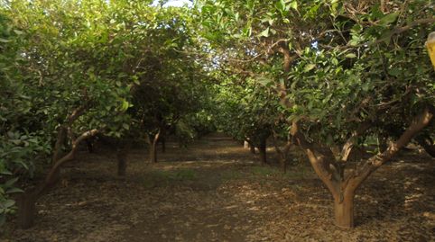 SE VENDE FINCA DE NARANJOS EN RIOJA, ALMERÍA, immagine 5
