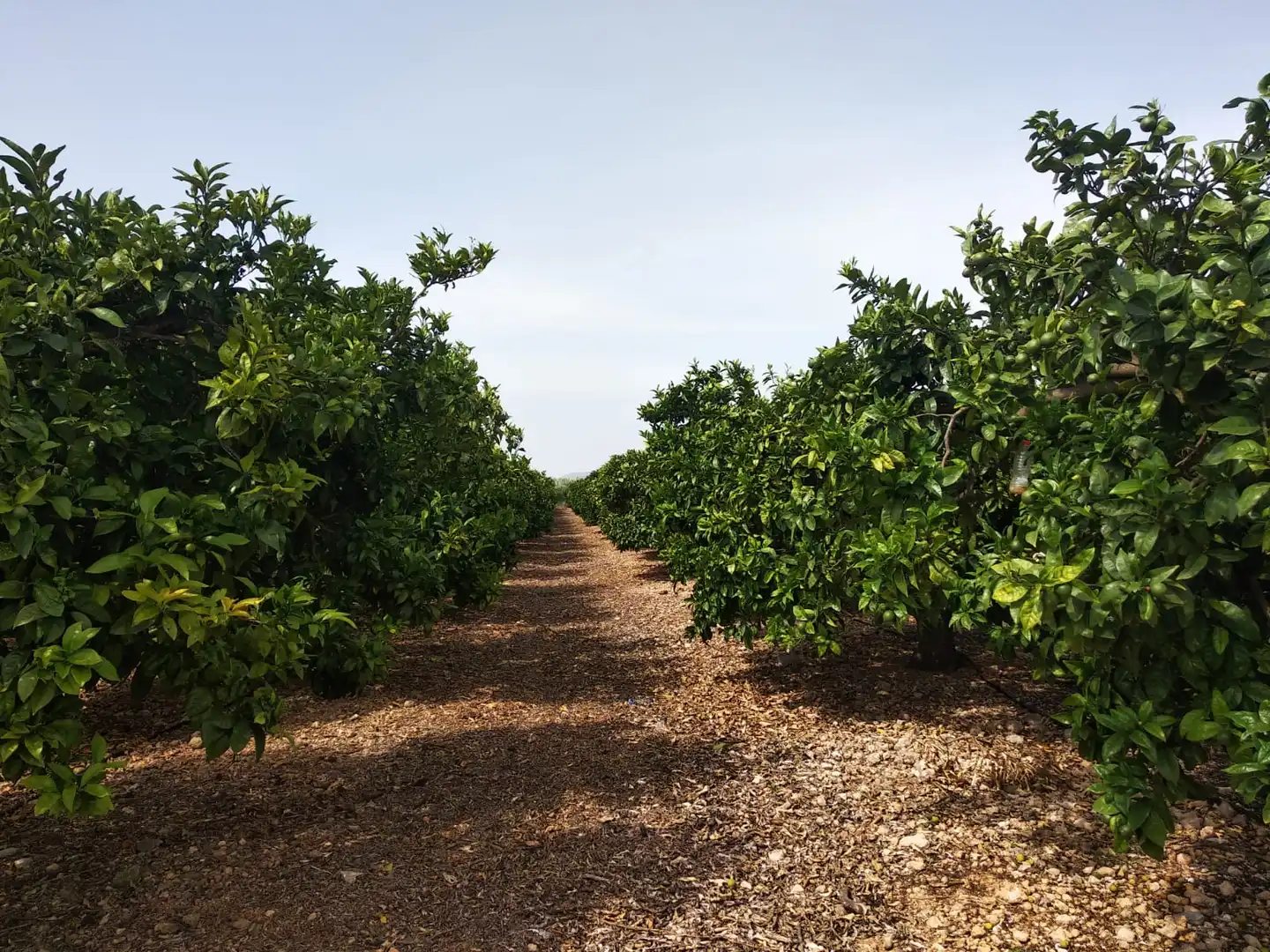Rural land for sale in Pueblo, imagen 20
