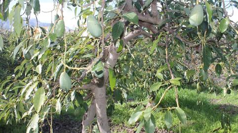 Foto 2 de Terreny en venda a Valsequillo de Gran Canaria, Las Palmas