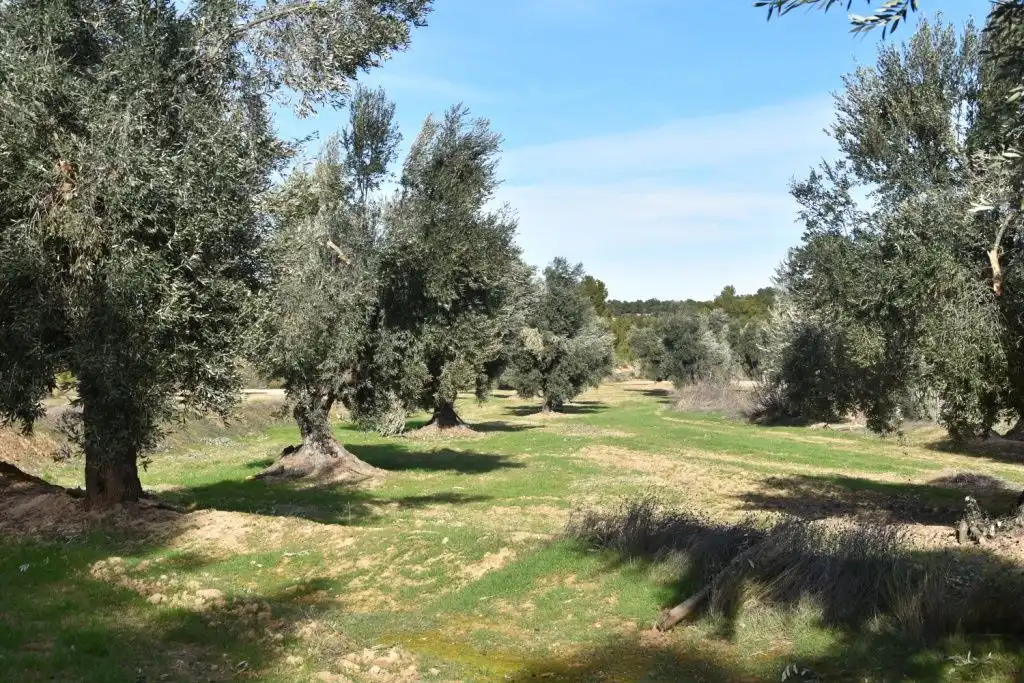 Terreni e lotti in vendita a Mazaleón, imagen 2