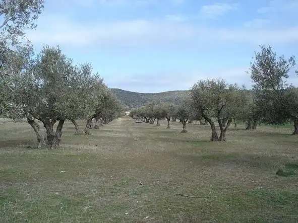 Terreno rustico in vendita a Calle Cervantes, imagen 4