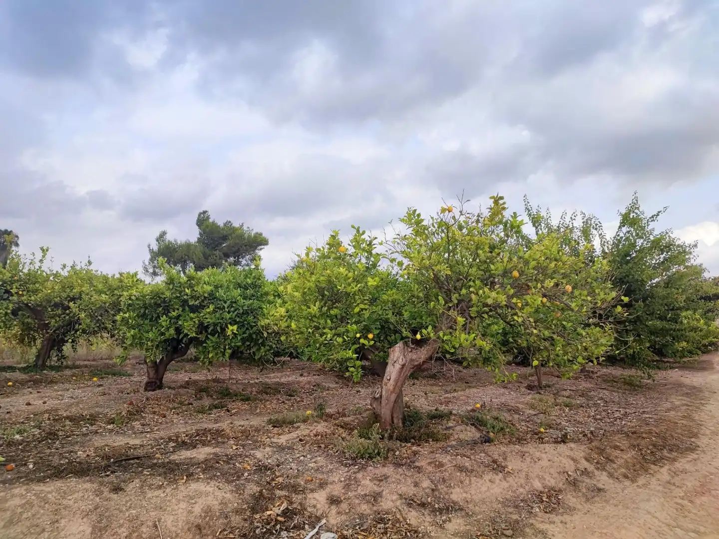 Terreno rustico in vendita a Canals, imagen 3