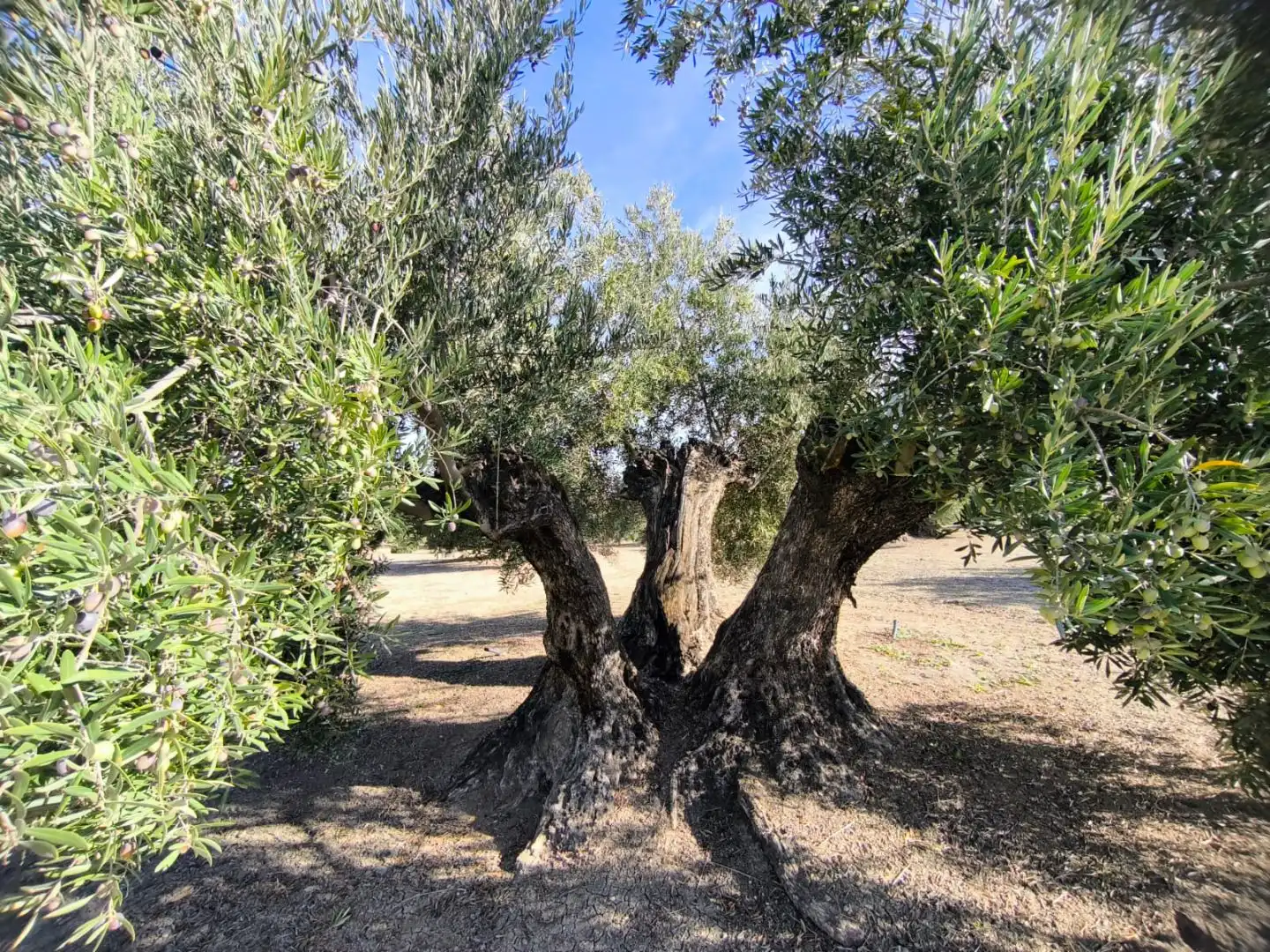 Garden of Land for sale in Baeza