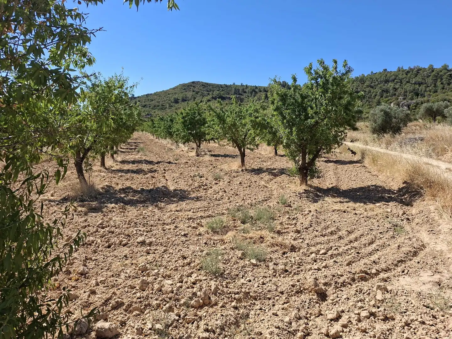 Terreno en venta en Maella
