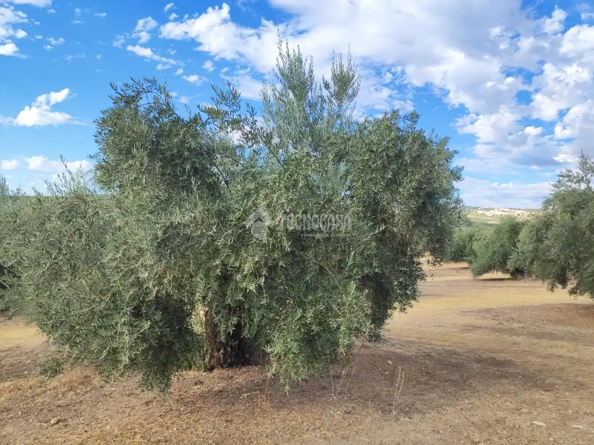Land for sale in Chilluévar