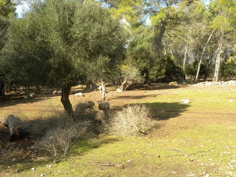 Jardín de Finca rústica en venta en Sencelles con Jardín privado, Terraza y Trastero