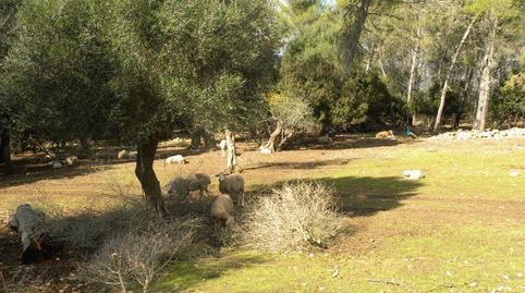 Photo 4 of Country house for sale in Sencelles, Illes Balears