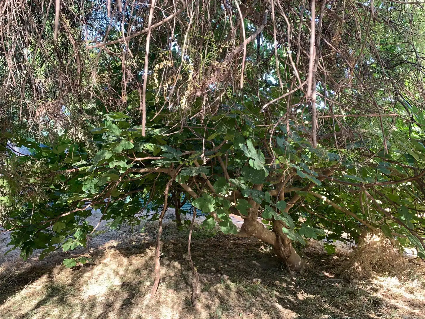 Casa o xalet en venda en Tomares amb Jardí privat, Terrassa i Traster