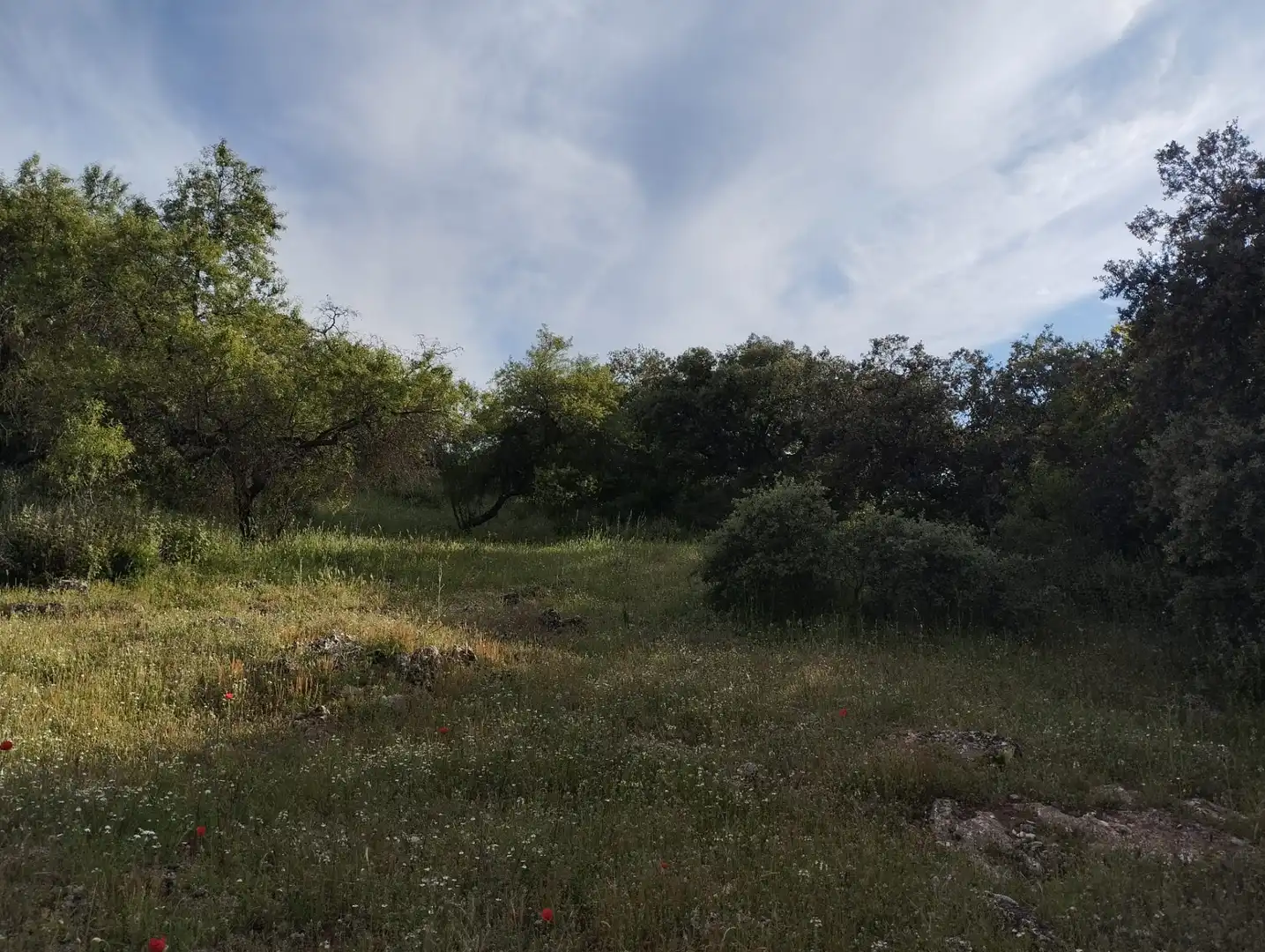 Terreno rustico in vendita a Calle Doña Mencía, imagen 5