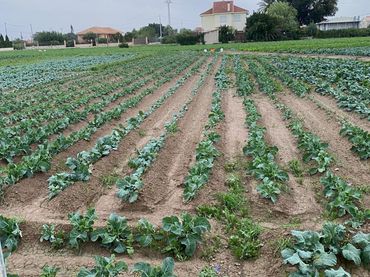 Terreno residenziale in vendita a Pedanías Este