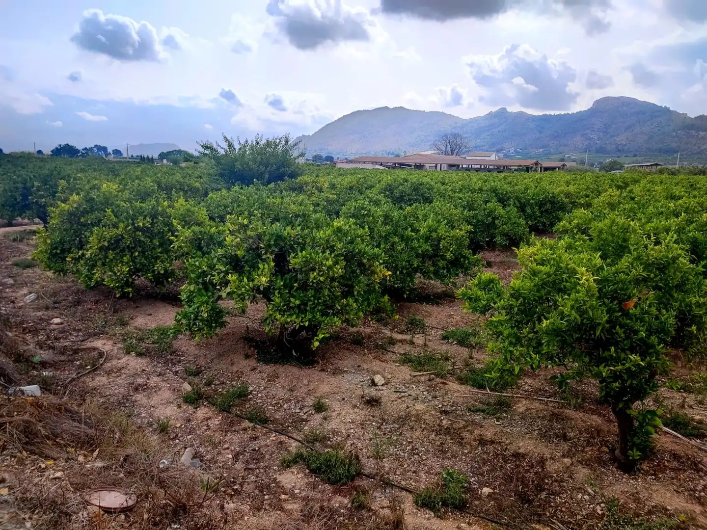 Terreno rustico in vendita a Canals, imagen 4