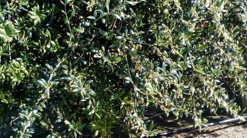 Foto 2 de Finca rústica en venta en Na-6920, 6, Corella, Navarra