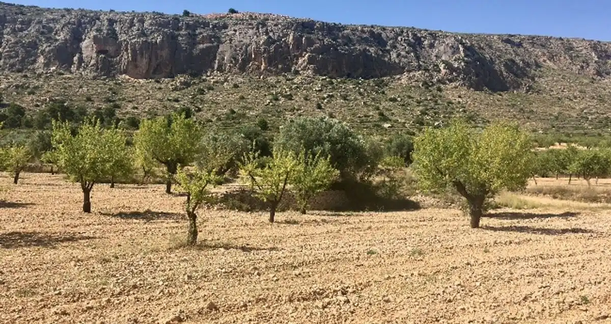 Terreny rústic en venda a Ctra. Algueña, imagen 5