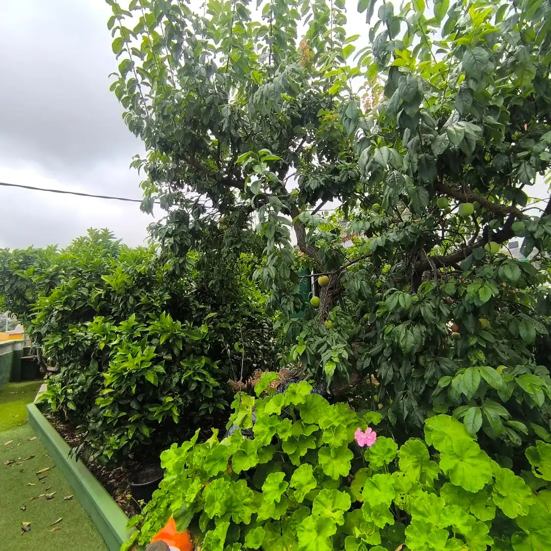 Attic for rent in La Orotava  with Furnished