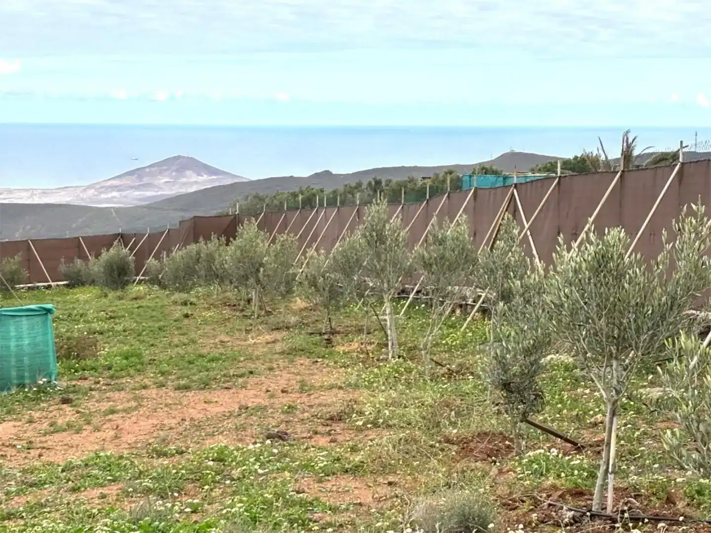Finca rústica en venda en Ingenio