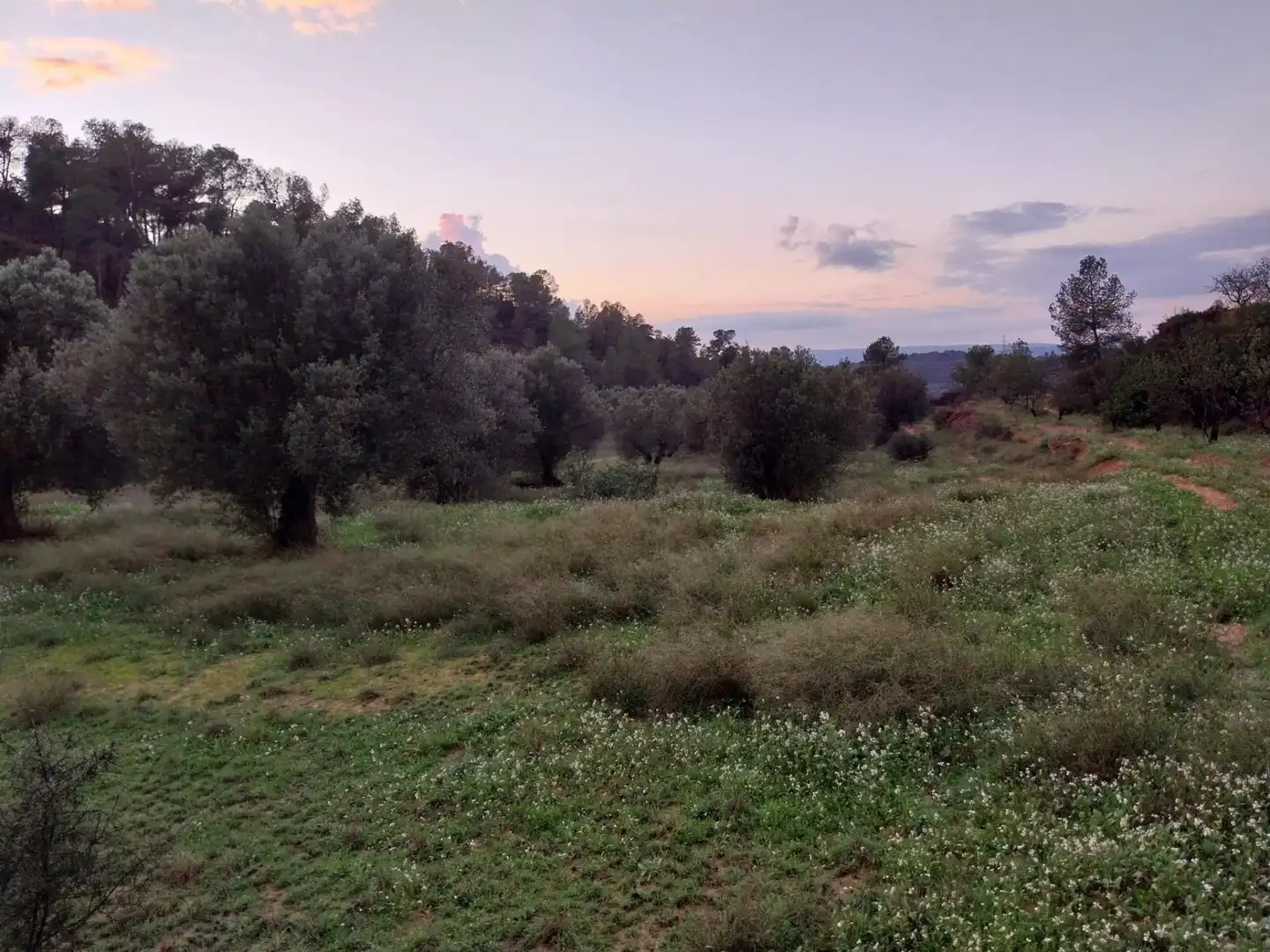 Terrain rustique à vendre à Vinebre, imagen 16