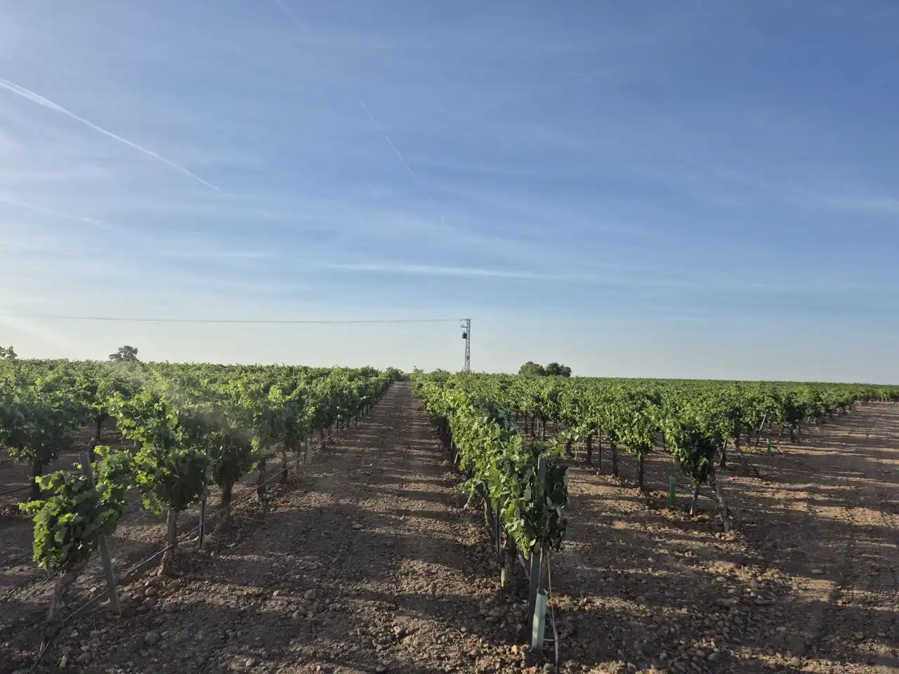Terreno rustico in vendita a AGRICOLA, imagen 3