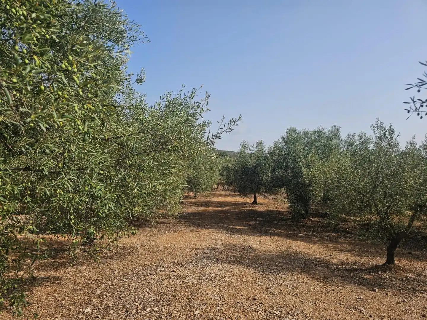 Terreno en venta en Alcanar