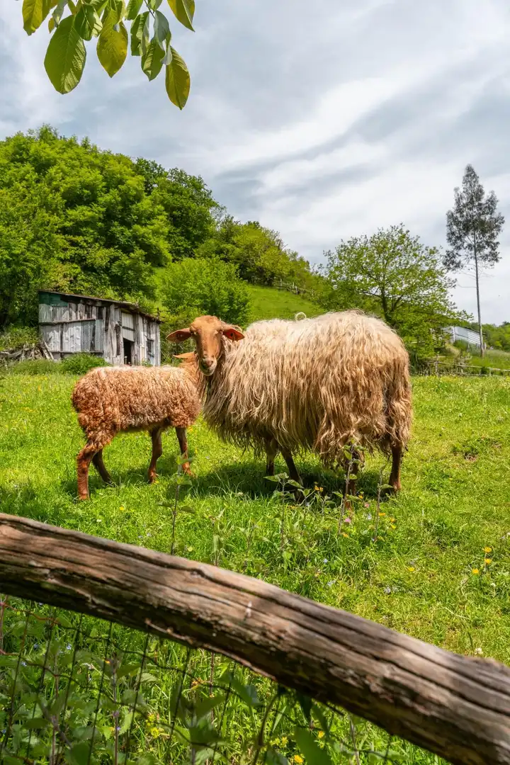 Adossat amb jardí en venda a Lugar MERUXAL,EL 40, imagen 40