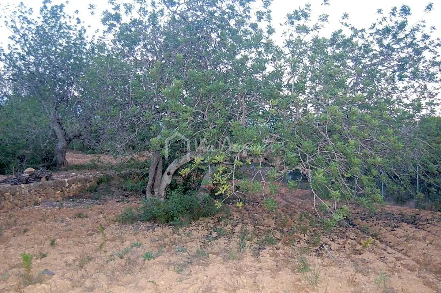 Terreno rustico in vendita a Suis, imagen 9