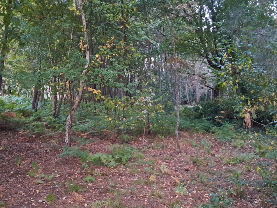 Land for sale in Paderne de Allariz