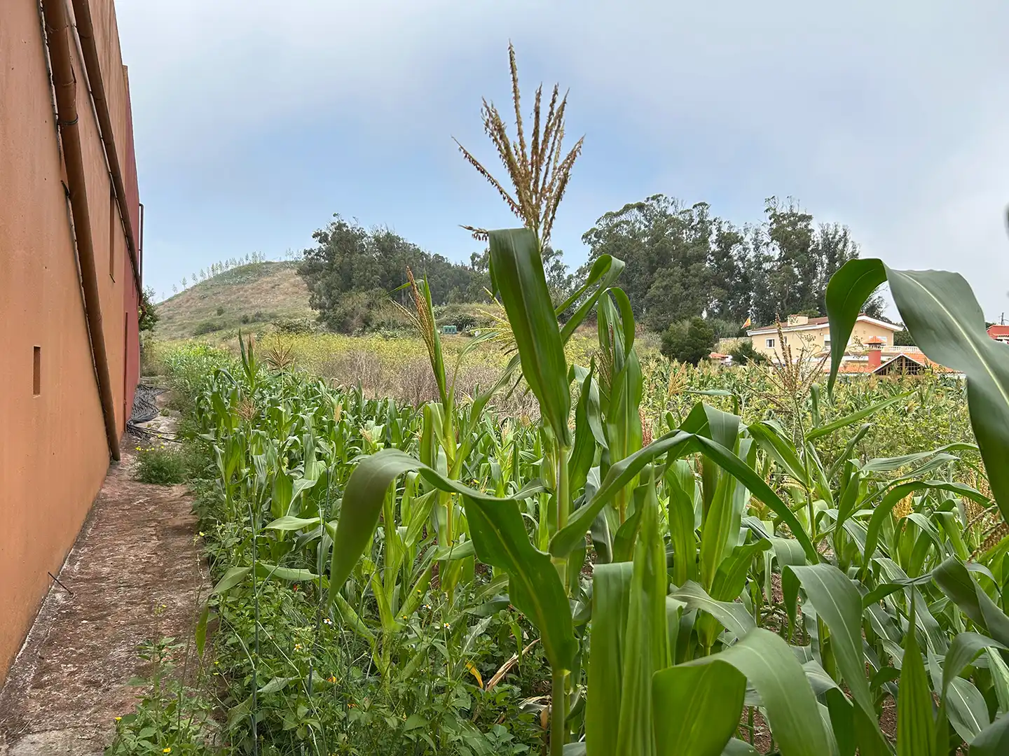 Exterior view of Country homes for sale in San Cristóbal de la Laguna