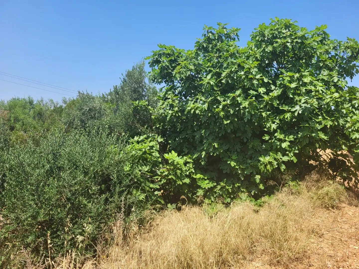 Casa rústica en venda a Vall d'Alba, imagen 20