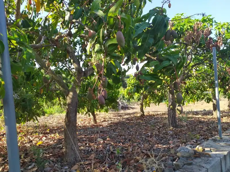 Rural land for sale in Calle de la Molineta 25, imagen 2