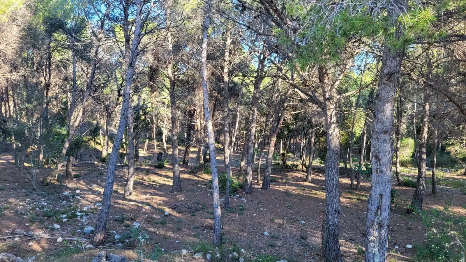 Terrenos y solares en venta en IBERS 29