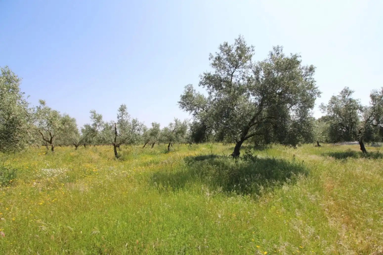 Land for sale in Esparragalejo