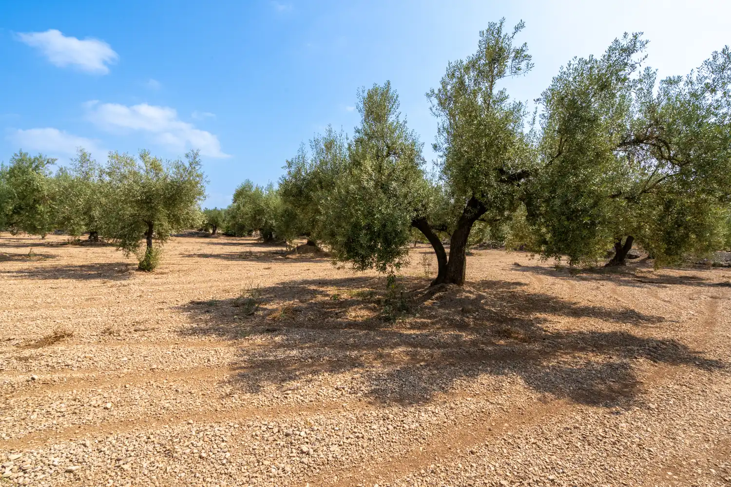 Rustikales Grundstück zum Verkauf in Ulldecona, imagen 4