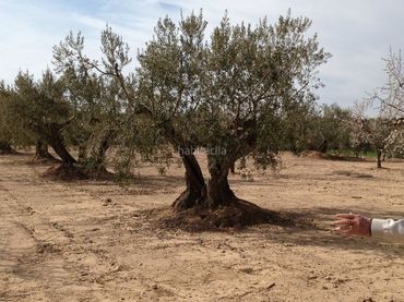 Terreno rustico in vendita a Carrer del Centre 6