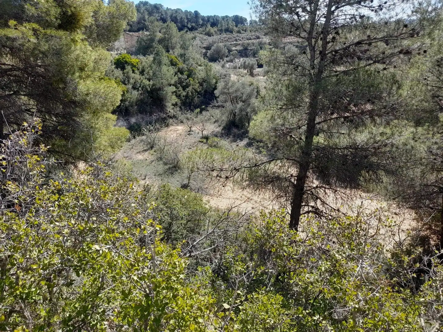 Rural land for sale in Batea, imagen 15