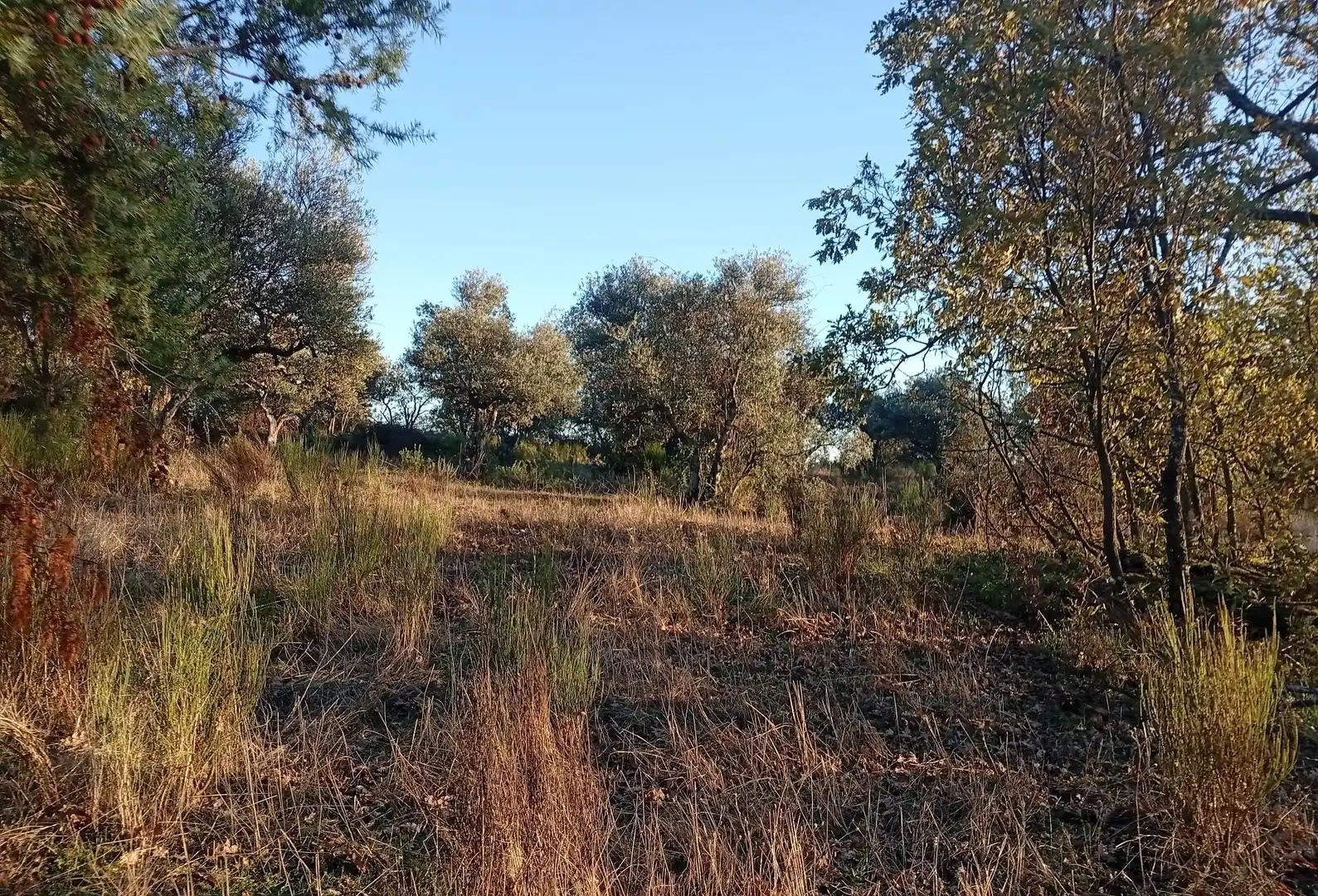 Terreni e lotti in vendita a Viandar de la Vera, imagen 31