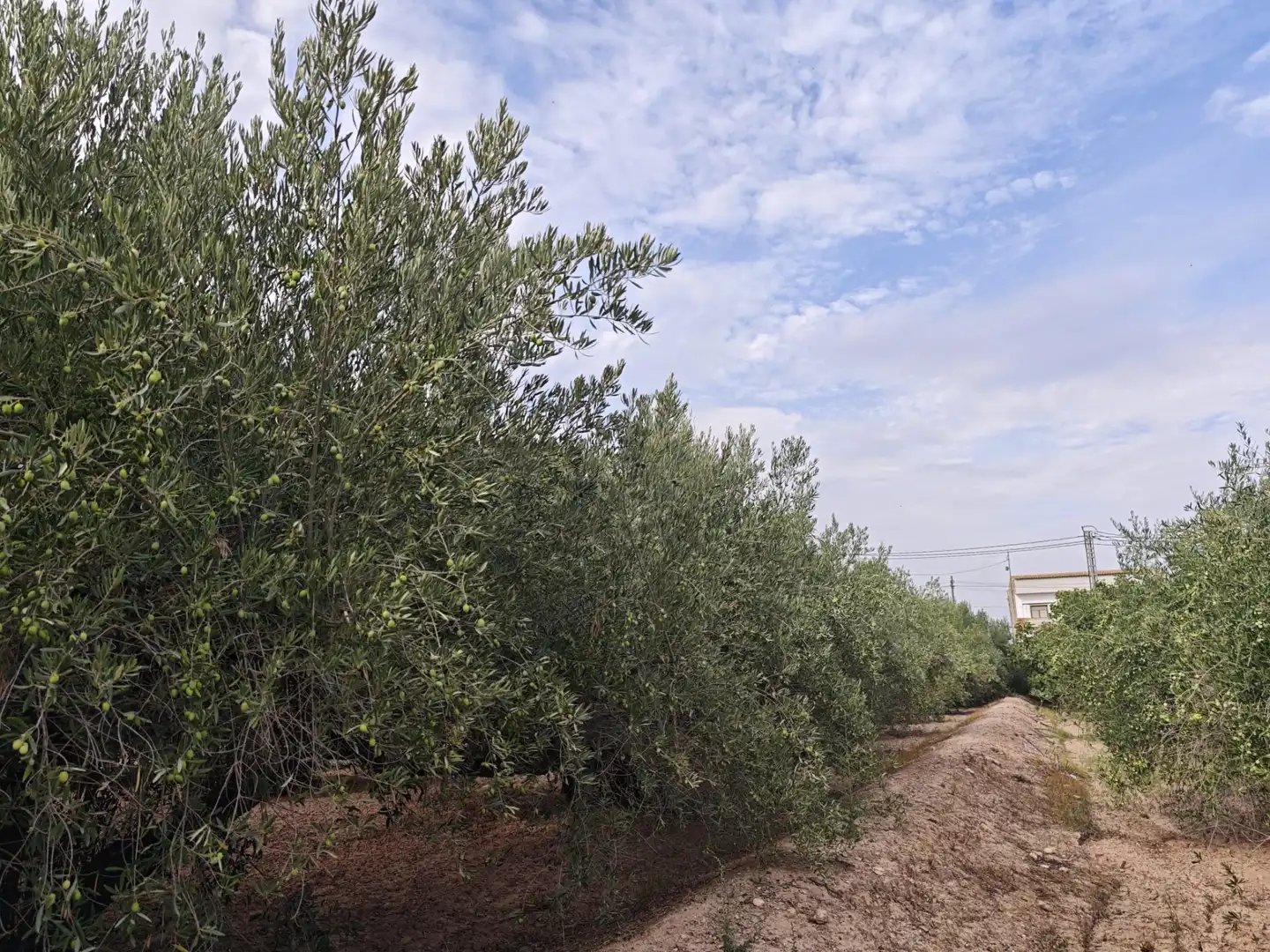 Terreno residencial en venta en Totana, imagen 7